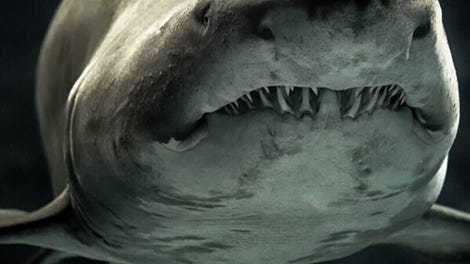 VR Shark