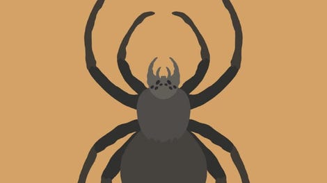 The Spidy Quiz