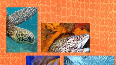 Pixel Puzzles Ultimate: Coral Reef