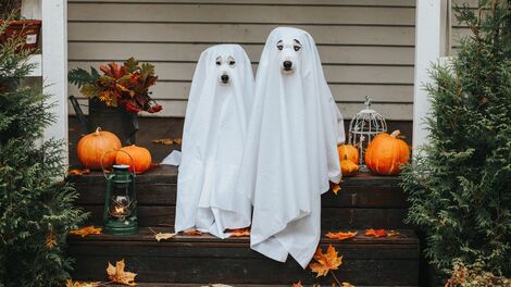 The Best Dogs Are Secret Dogs