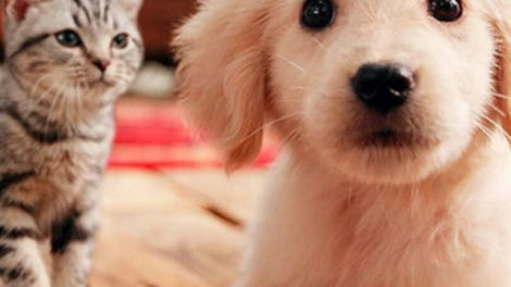 Nintendogs + Cats: Golden Retriever & New Friends