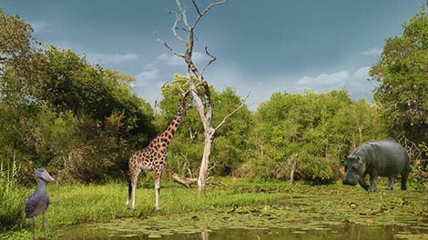 Hidden Animals: Photo Hunt