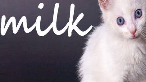Cat Milk