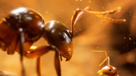 Empire of the Ants