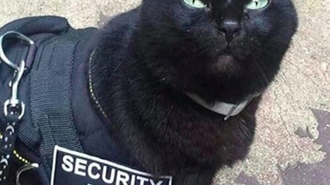 К-9 Dog Job