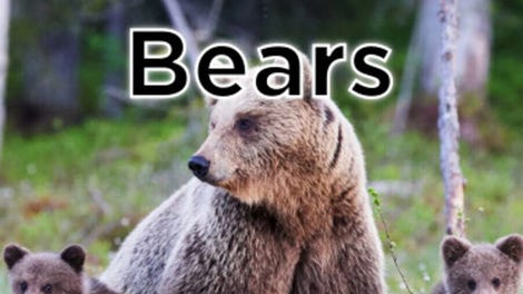 Jigsaw Puzzle World: Bears