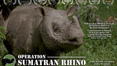 Operation Sumatran Rhino (2016) - The A.V. Club