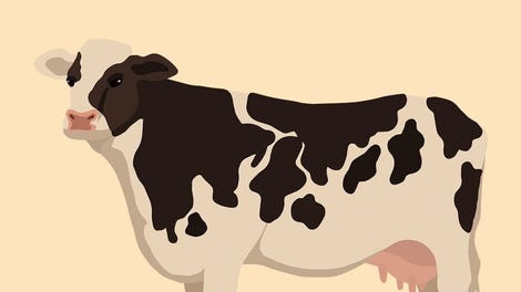 The Cow Quiz