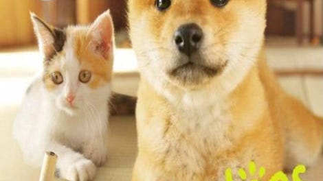 Nintendogs + Cats: Shiba Inu & New Friends