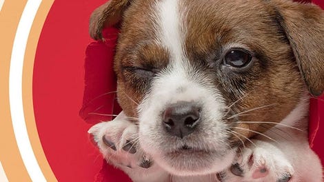 I Love Finding More Pups: Collector's Edition