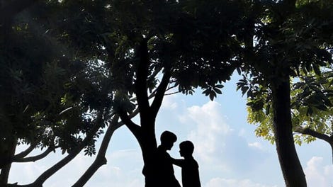 Tree's Love Crossing Above