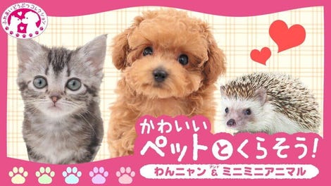 Kawaii Pet to Kurasou! Wan Nyan & Mini Mini Animal