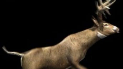 Deer Hunter 2003: Legendary Hunting