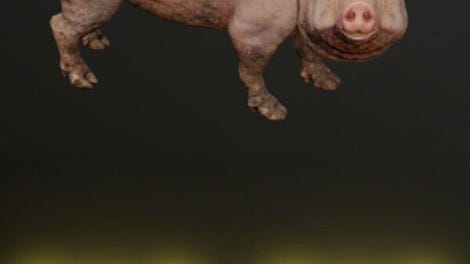 Big Pig