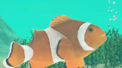 The Fish