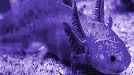 Axolotl