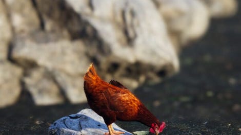 Unlucky Chicken