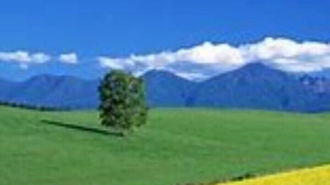 Follow Dream