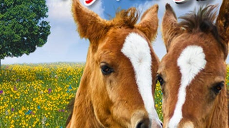 My Foal 3D