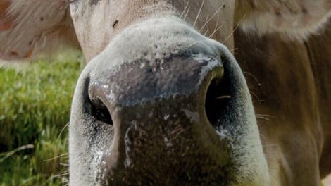 The Cows Are Watching