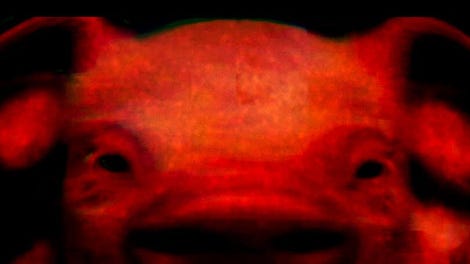 Food For Pigs