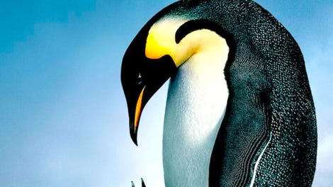 March of the Penguins