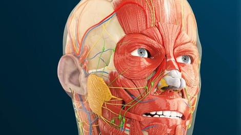 Human Anatomy VR