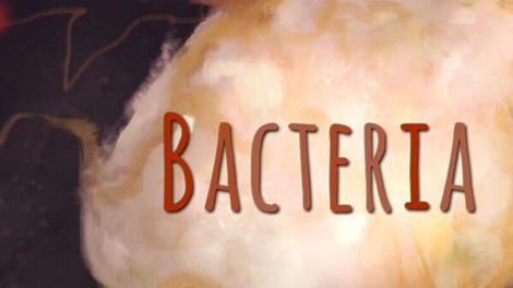 Bacteria