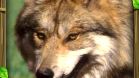 Wildlife Simulator: Wolf