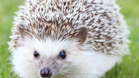 Hedgehog Pet