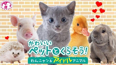 Kawaii Pet to Kurasou! Wan Nyan & Idol Animal