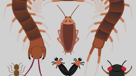 Lovebugz: An Anthro Insect Dating Sim