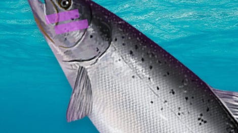 Plenty of Fish in the Sea