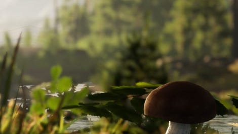Mushroom Season