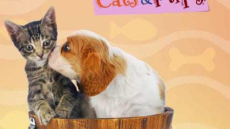 I Love Finding Cats & Pups - Collector's Edition