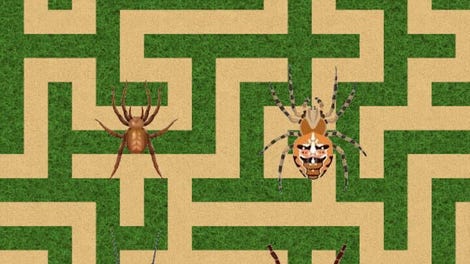 Australian Maze