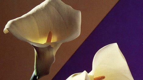 The Flowers of Robert Mapplethorpe