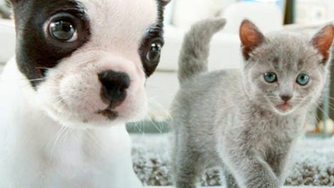 Nintendogs + Cats: French Bulldog & New Friends