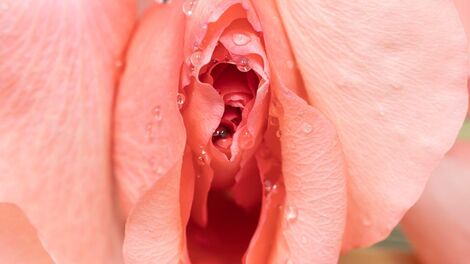 The Clitoris Is Still a No-Man’s Land in the Medical World