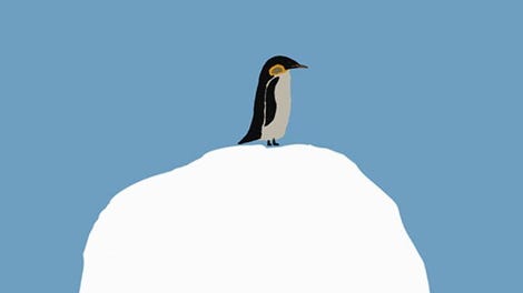 The Emperor Penguin Keita