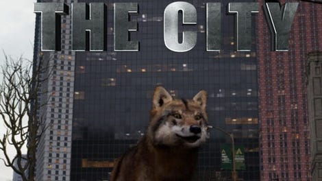 Wolf in the City