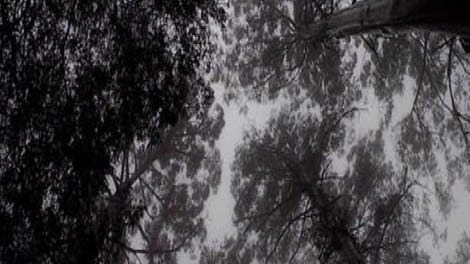 Scattered Ashes