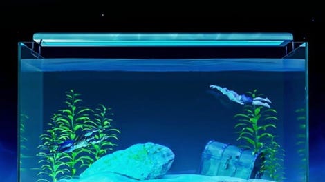 Machorium: Muscle Aquarium Simulator
