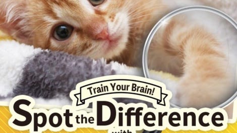 Train Your Brain! Spot the Difference with Cat Photos