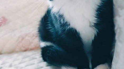 Cat Simulator: Meow