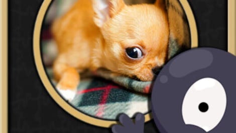 Pixel Puzzles Traditional Jigsaws: Chihuahuas