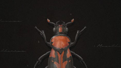 Korpus: Buried over the Black Soil