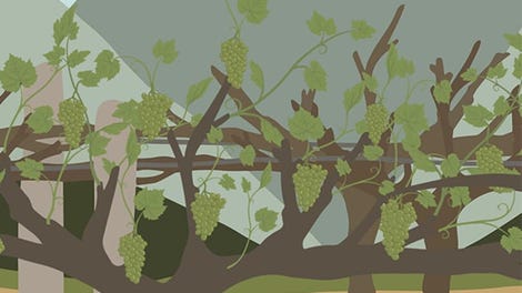 The Wine Story