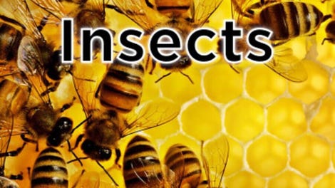 Jigsaw Puzzle World: Insects