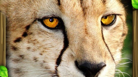 Cheetah Simulator